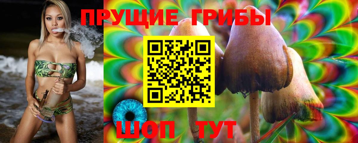 Сальск  Псилоцибиновые грибы Psilocybe  Вход с VPN  Псилоцибиновые грибы прущие грибы 